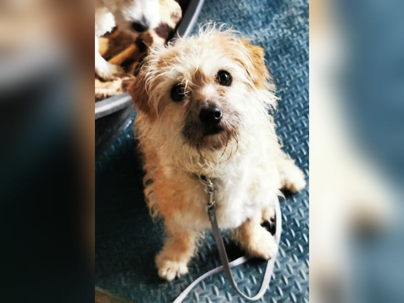 Lina, Malteser-Terriermischling, geb. 2022, freundliche Wuschelmaus sucht Zuhause