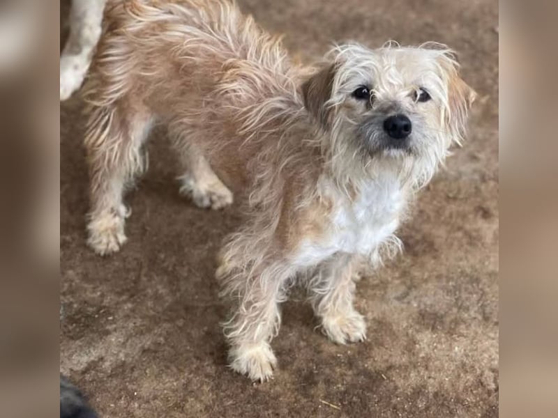 Lina, Malteser-Terriermischling, geb. 2022, freundliche Wuschelmaus sucht Zuhause