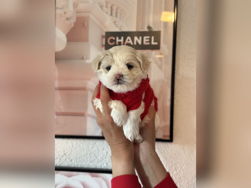 Zuckersüße Puppengesichter suchen Dich! Welpen Malteser Chihuahua