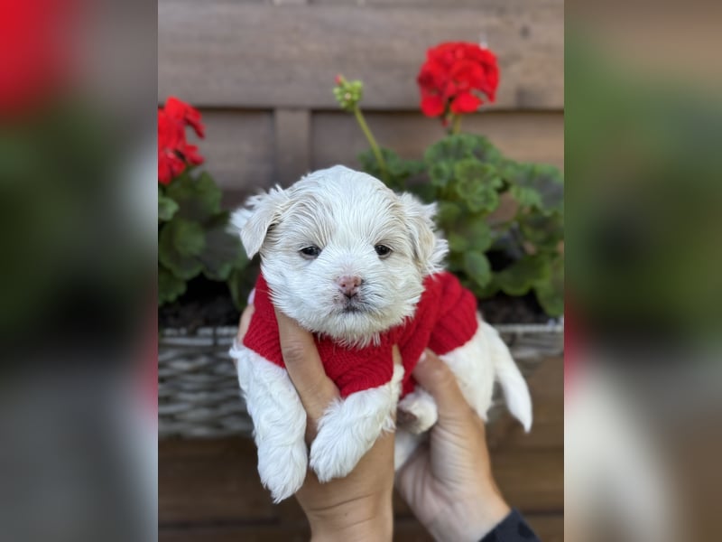 Zuckersüße Puppengesichter suchen Dich! Welpen Malteser Chihuahua