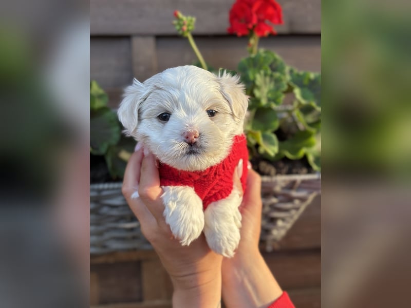 Zuckersüße Puppengesichter suchen Dich! Welpen Malteser Chihuahua