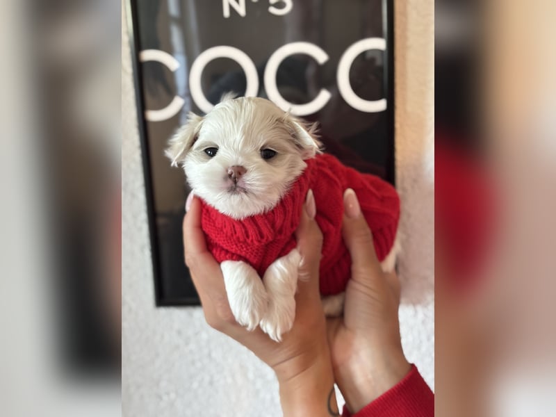 Zuckersüße Puppengesichter suchen Dich! Welpen Malteser Chihuahua