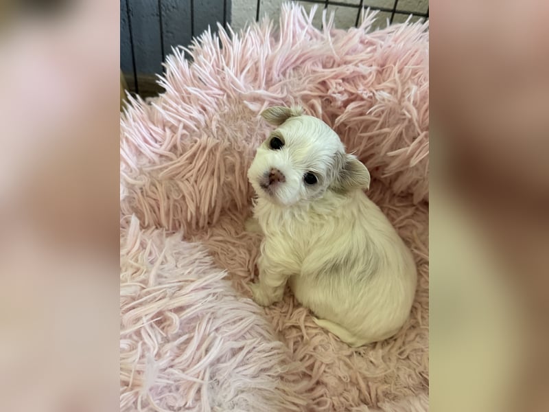 Zuckersüße Puppengesichter suchen Dich! Welpen Malteser Chihuahua