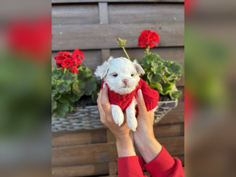 Zuckersüße Puppengesichter suchen Dich! Welpen Malteser Chihuahua