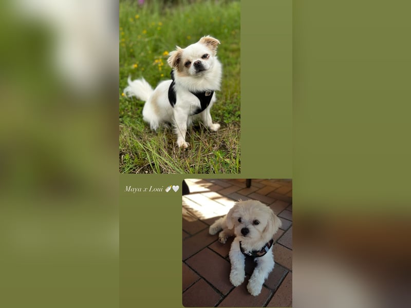 Zuckersüße Puppengesichter suchen Dich! Welpen Malteser Chihuahua