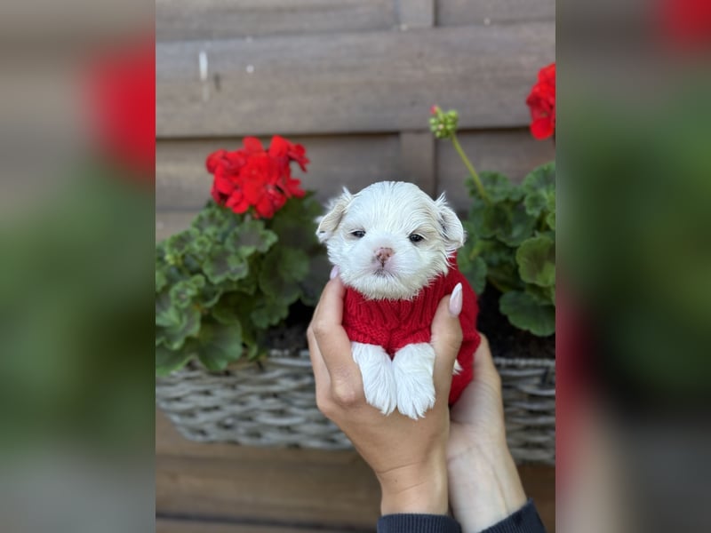 Zuckersüße Puppengesichter suchen Dich! Welpen Malteser Chihuahua