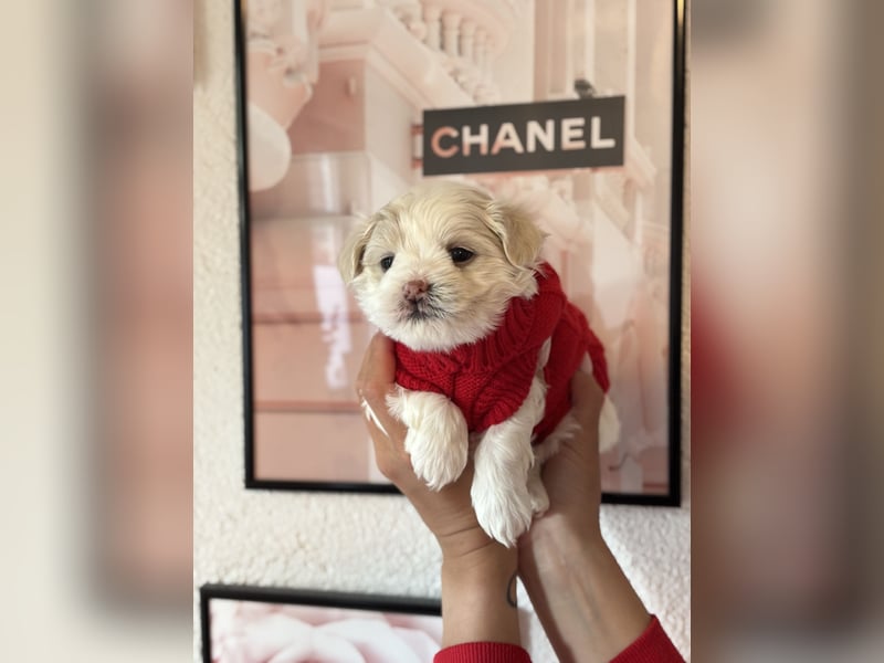 Zuckersüße Puppengesichter suchen Dich! Welpen Malteser Chihuahua