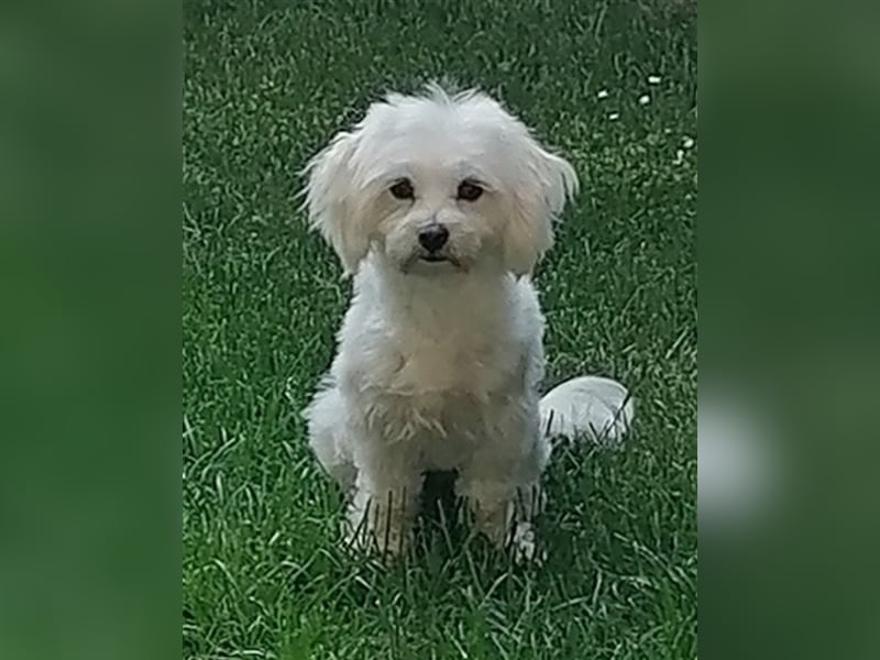 Wurfankündigung Morkie Welpen (Malteser / Yorkshire Terrier)