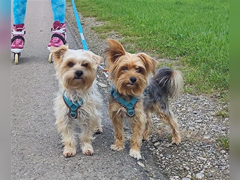 Wurfankündigung Morkie Welpen (Malteser / Yorkshire Terrier)