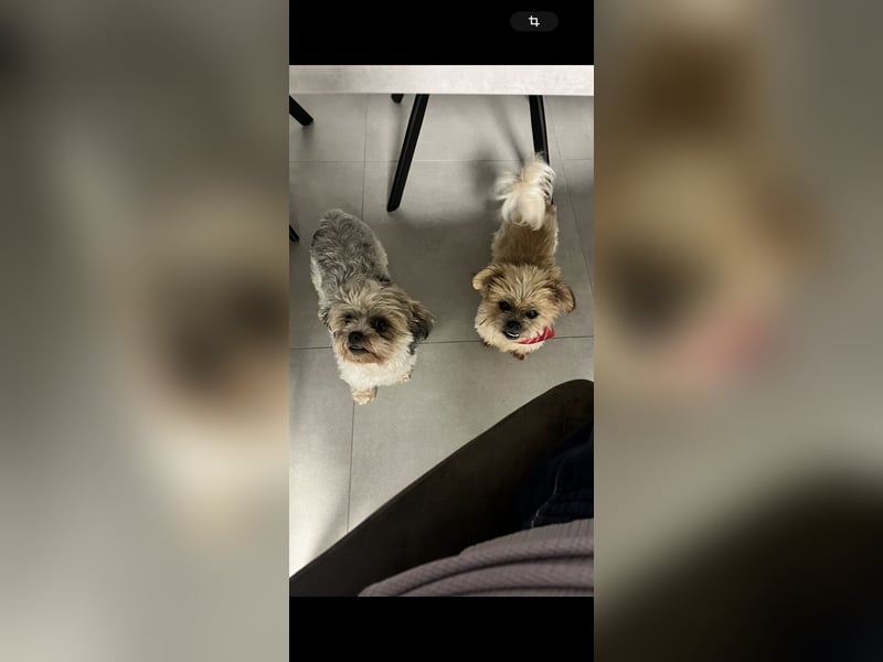 Zwei Malteser Shih tzu