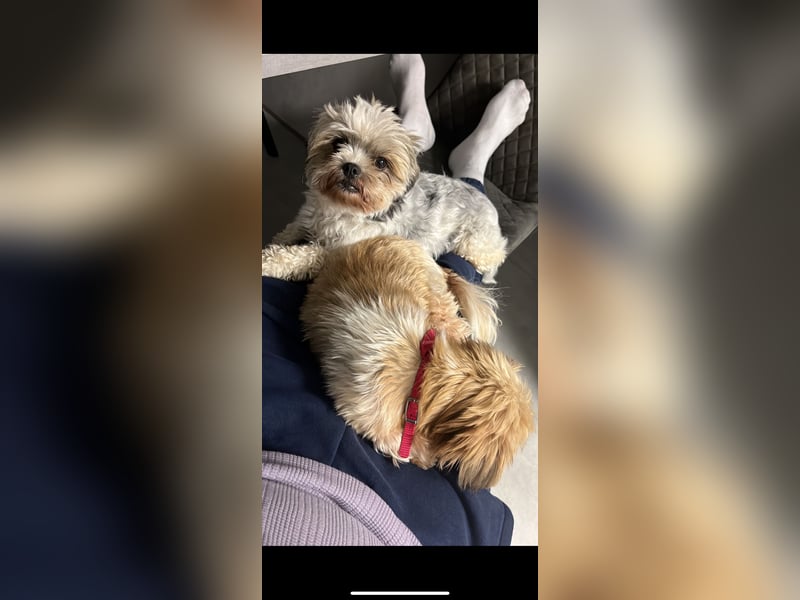Zwei Malteser Shih tzu
