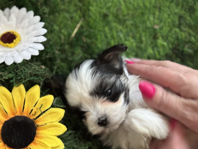 4 Kleine Malteser/Shi-Tzu Welpen suchen ein liebevolles Zuhause