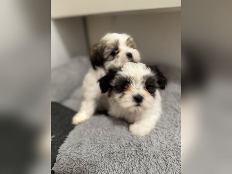 4 Kleine Malteser/Shi-Tzu Welpen suchen ein liebevolles Zuhause
