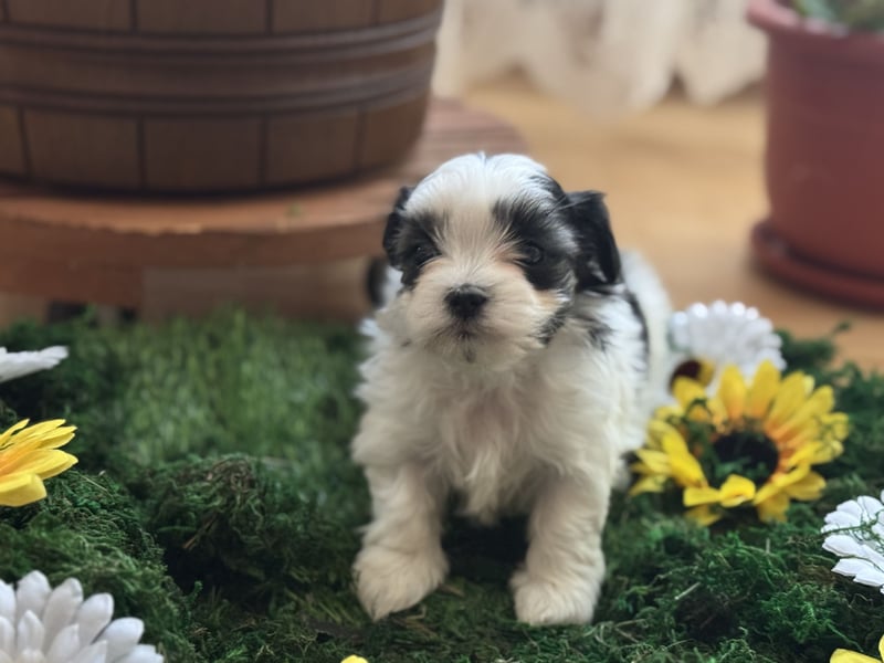 4 Kleine Malteser/Shi-Tzu Welpen suchen ein liebevolles Zuhause