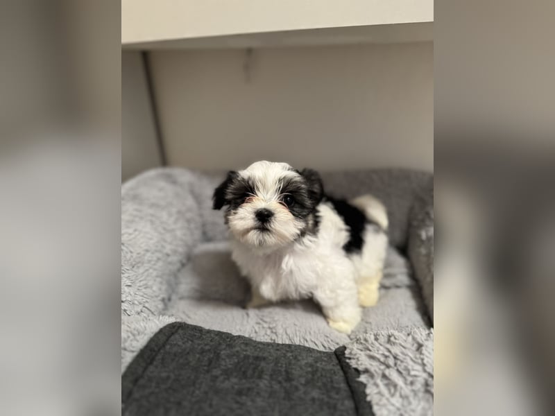 4 Kleine Malteser/Shi-Tzu Welpen suchen ein liebevolles Zuhause