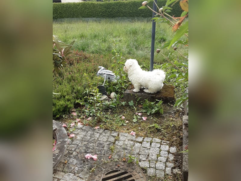 Reinrassige Malteser Welpen verkaufen