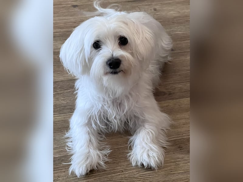 Malteser Hündin Ava sucht ein liebevolles Zuhause