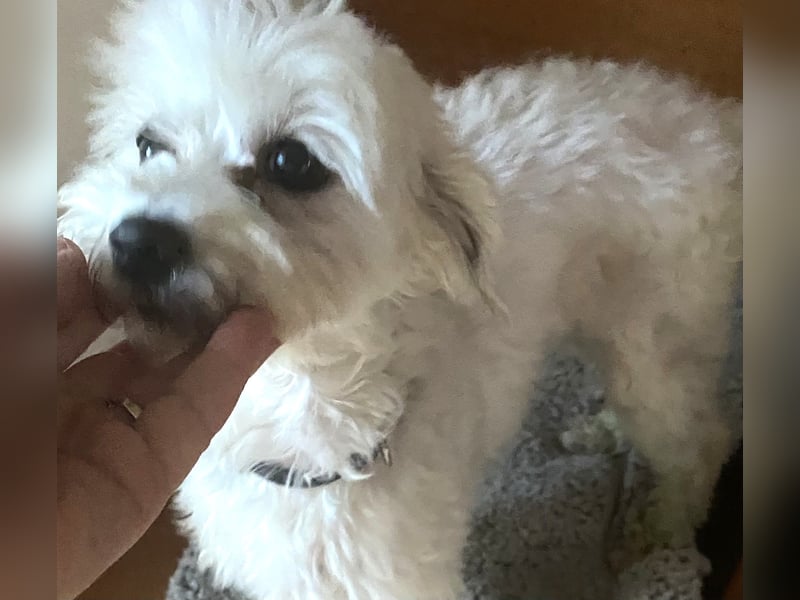 SUNNY süße Maus ca 3,2 kg sucht liebe Menschen. gerne auch Rentner