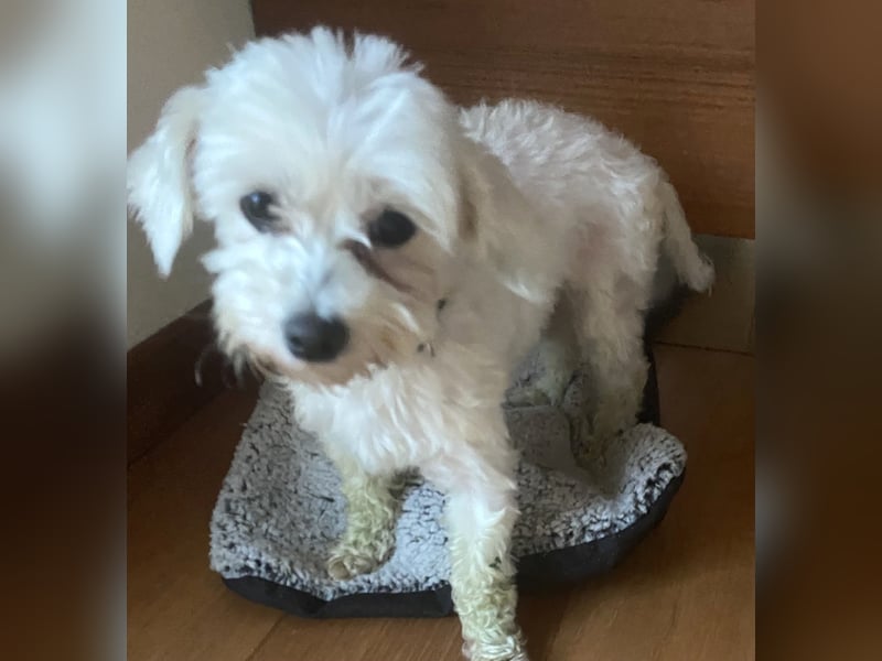 SUNNY süße Maus ca 3,2 kg sucht liebe Menschen. gerne auch Rentner