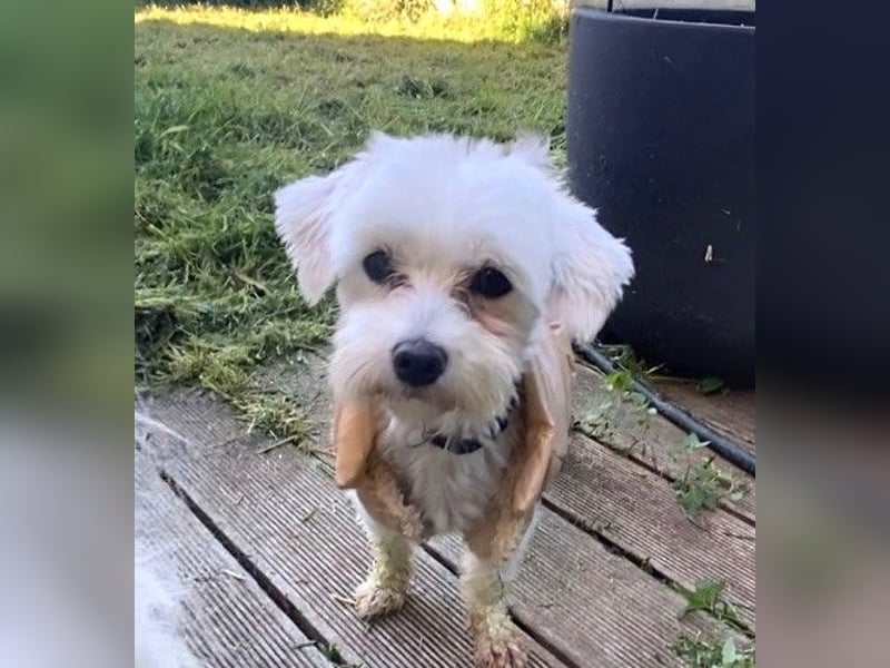 SUNNY süße Maus ca 3,2 kg sucht liebe Menschen. gerne auch Rentner