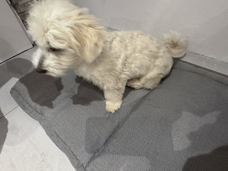 Malteser Bichon