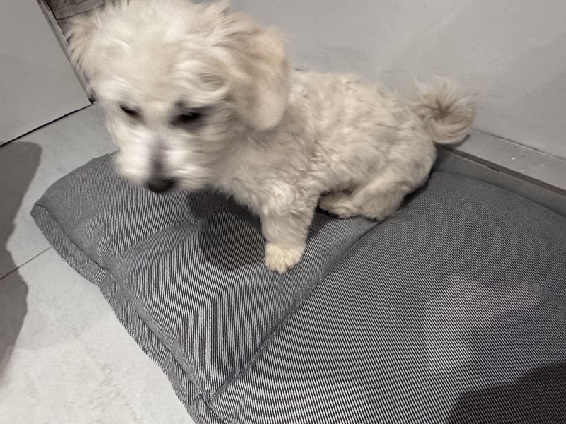 Malteser Bichon
