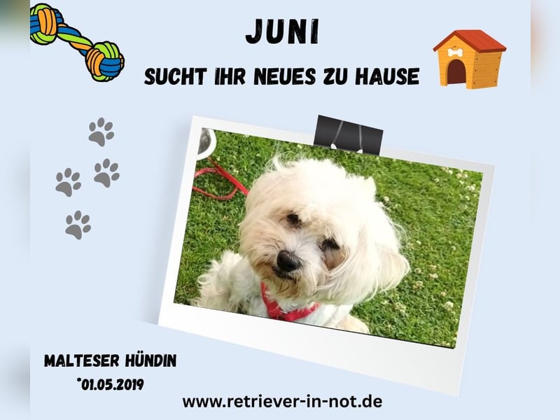 Malteserhündin Juni sucht ihr Für-immer-Zuhause   Pflegestelle in 32257 Bünde