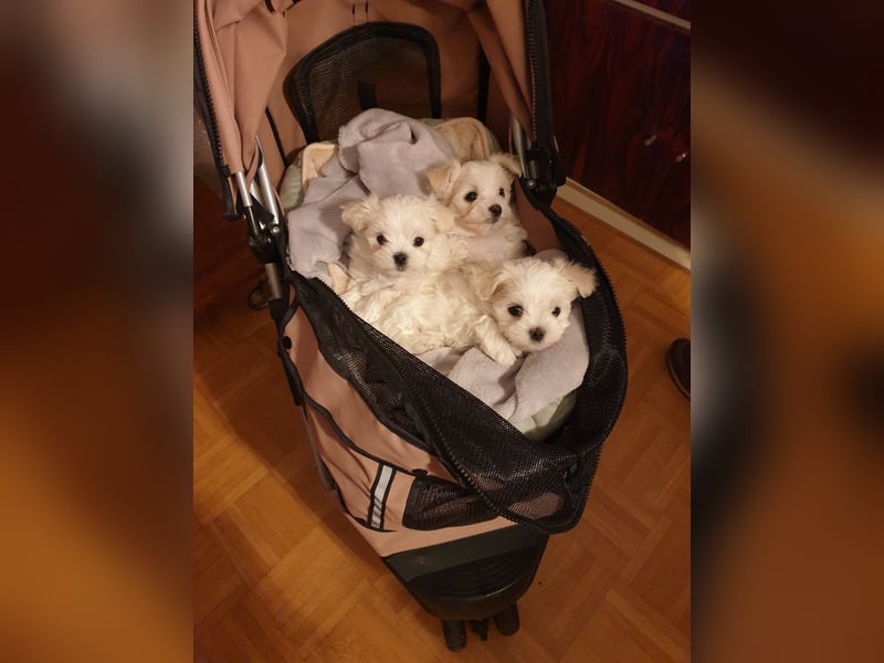 Die Babys sind da! Wunderschöne, reinrassige Malteserbabys der Extraklasse