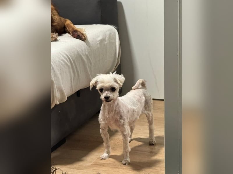 Zwei Seelchen suchen ein Zuhause