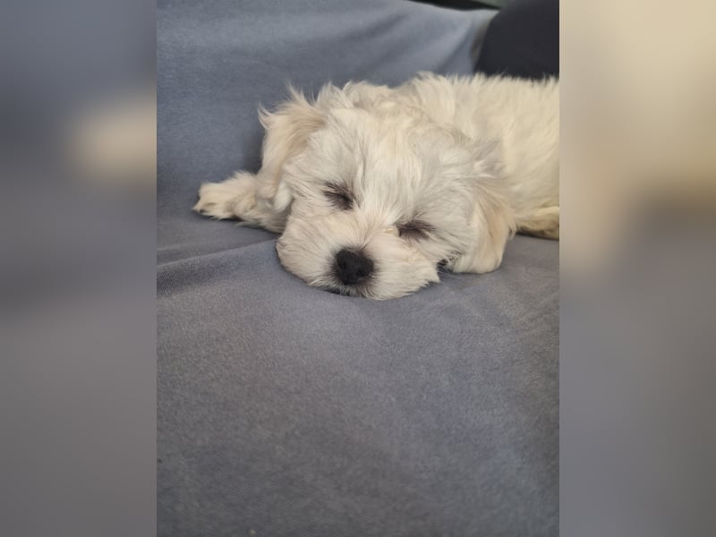 Malteserwelpe Luna