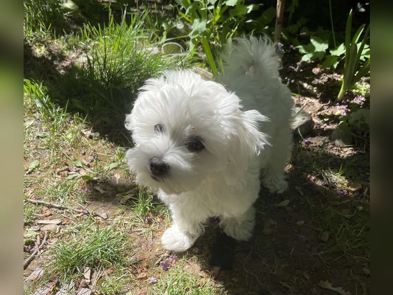 Malteserwelpe Luna