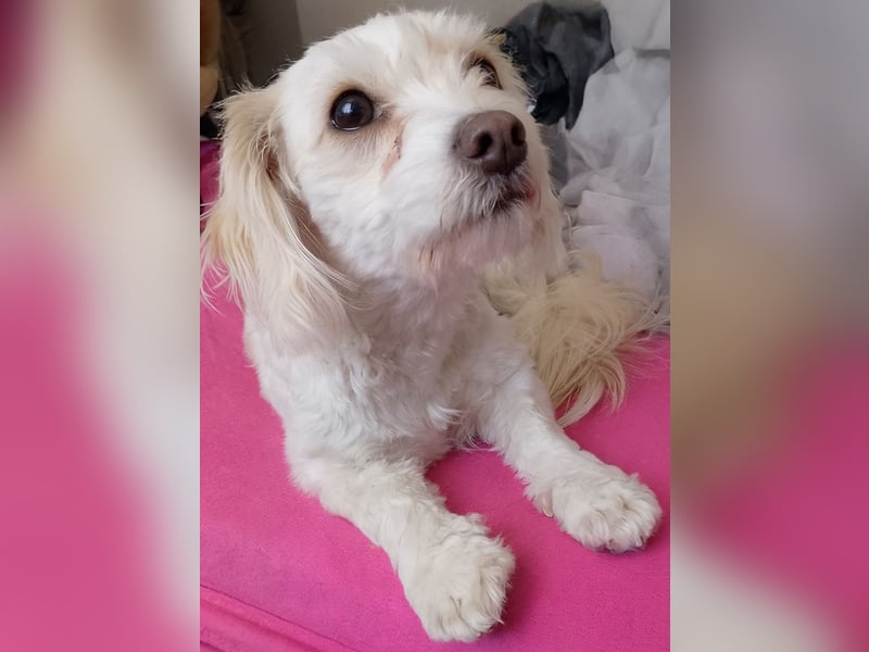 Liebevolles Zuhause gesucht