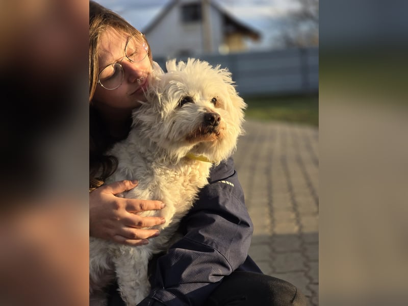 Pihe VI – Kleine Herzenshündin sucht Geborgenheit und ein liebevolles Zuhause