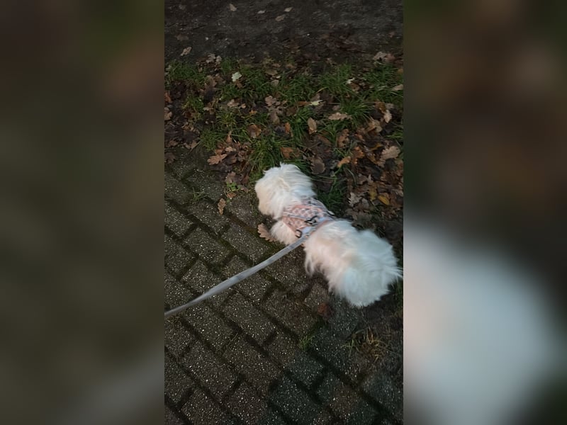 Junger Malteser (1 Jahr) abzugeben in gute Hände