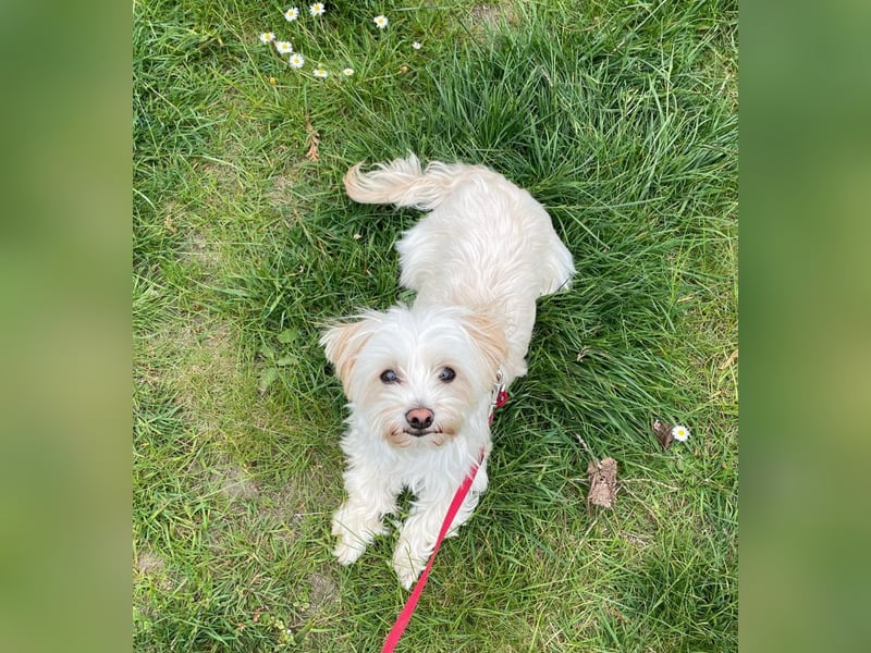 Malteser-Yorkshire-Mix Welpe (Hündin)