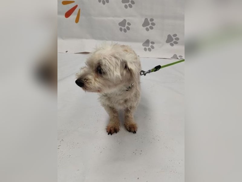 NALA - die lustige und liebe kleine Maus möchte so gerne ein glückliches Familienmitglied sein...