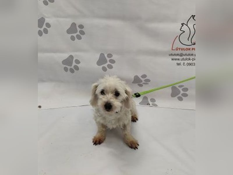 NALA - die lustige und liebe kleine Maus möchte so gerne ein glückliches Familienmitglied sein...