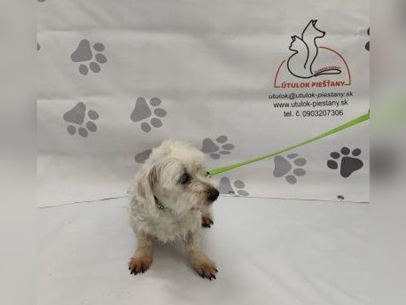 NALA - die lustige und liebe kleine Maus möchte so gerne ein glückliches Familienmitglied sein...