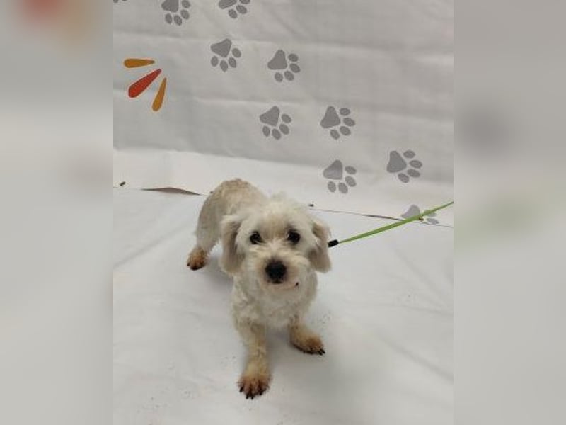 NALA - die lustige und liebe kleine Maus möchte so gerne ein glückliches Familienmitglied sein...