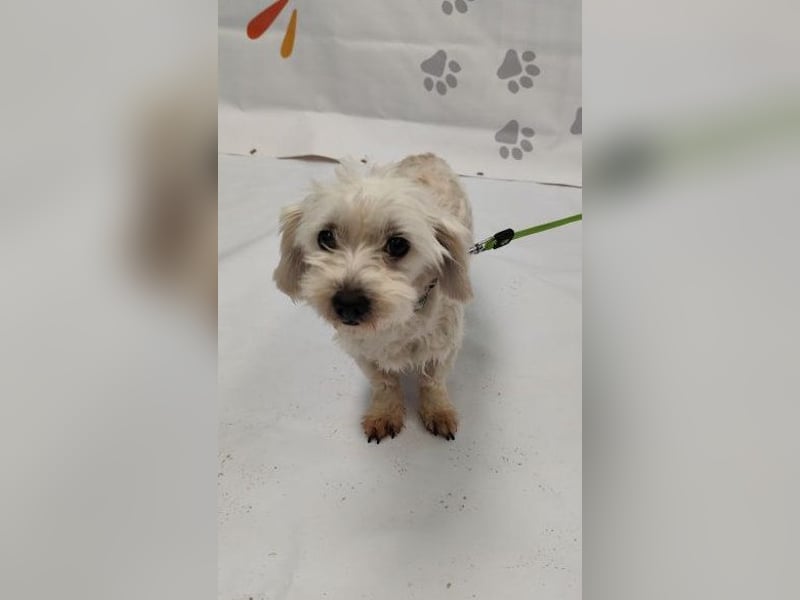 NALA - die lustige und liebe kleine Maus möchte so gerne ein glückliches Familienmitglied sein...