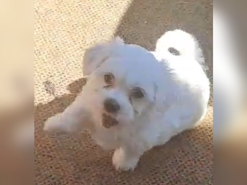 Malteser , Welpe , Familienhund