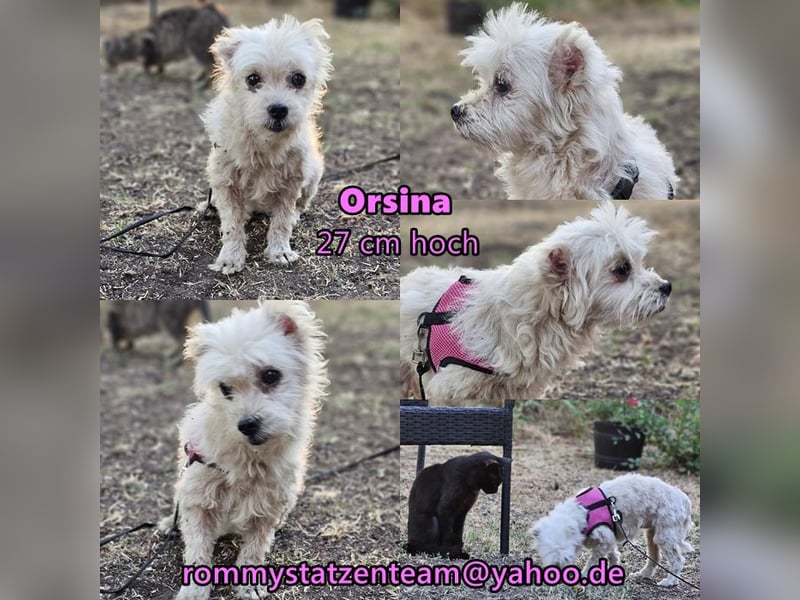 Orsina sollte ihr Leben verlieren