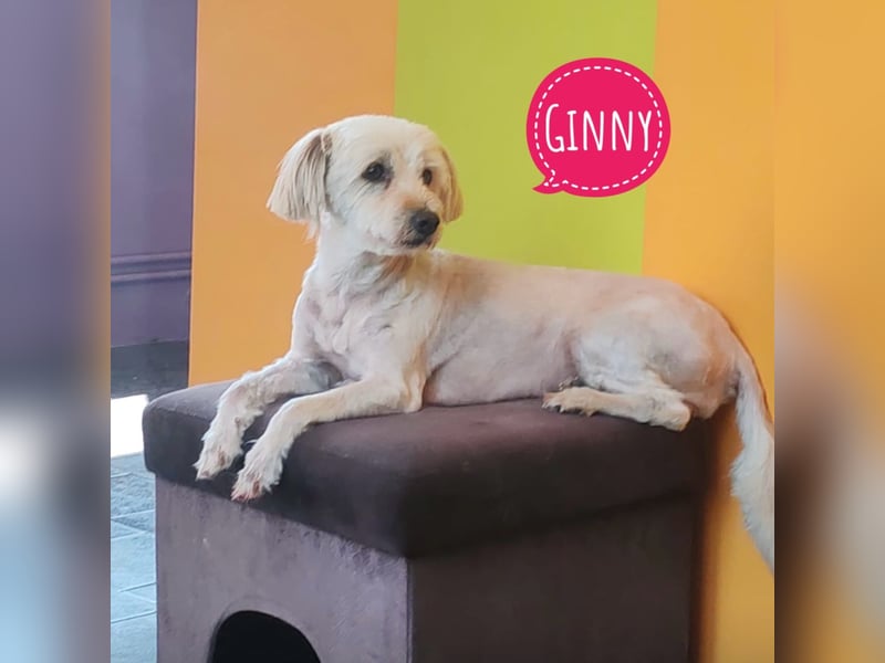 Ginny ein tapferes Mädchen
