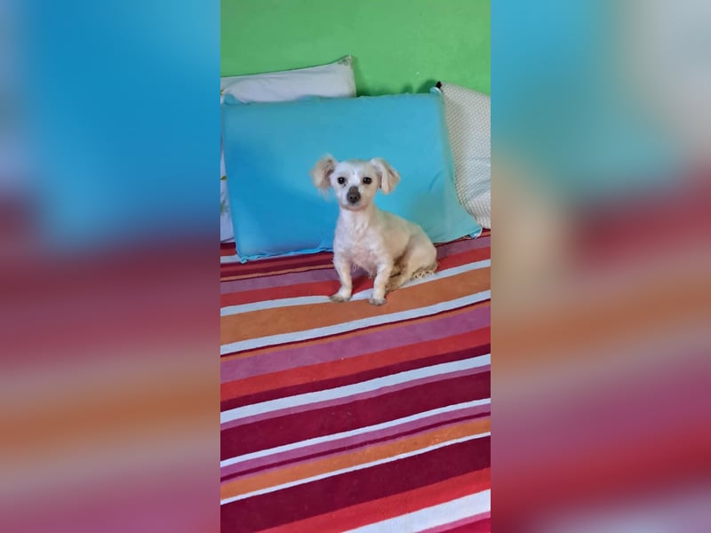 Beauty, kleine süße arme Hündin