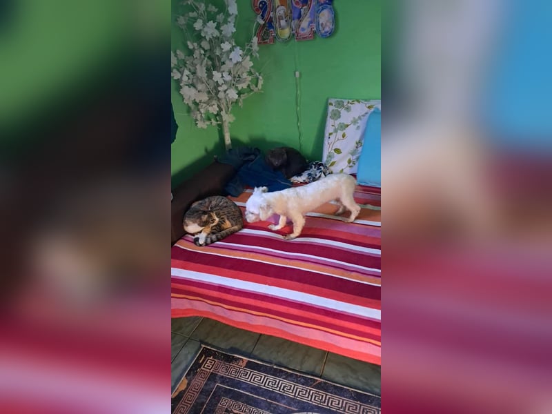 Beauty, kleine süße arme Hündin