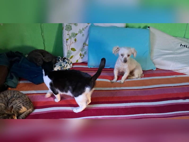 Beauty, kleine süße arme Hündin