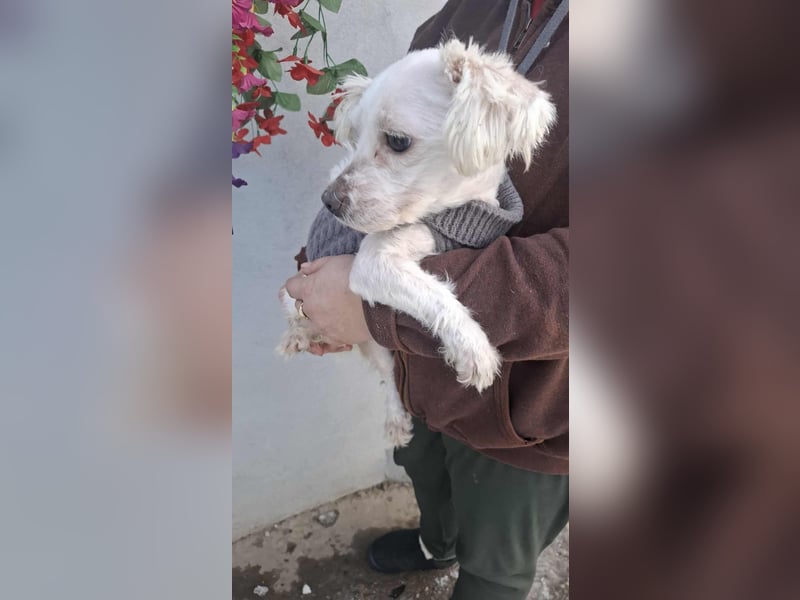 Beauty, kleine süße arme Hündin