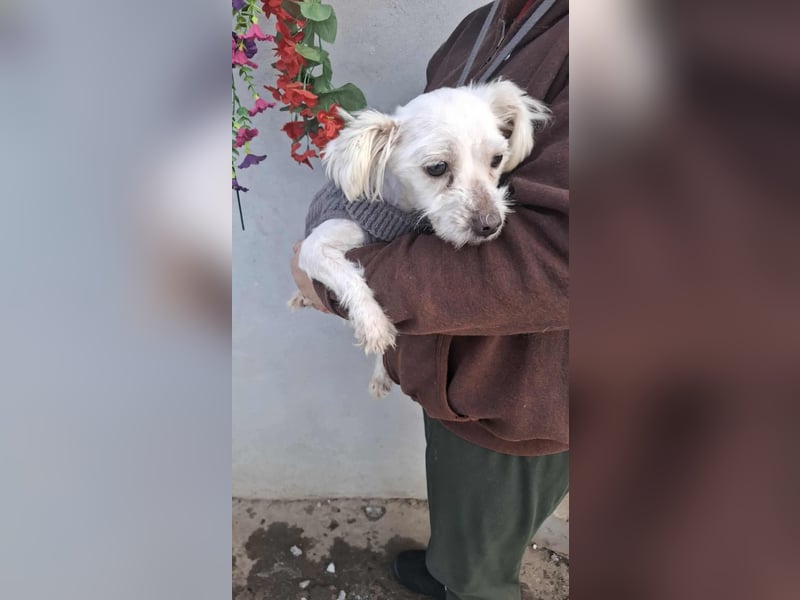 Beauty, kleine süße arme Hündin