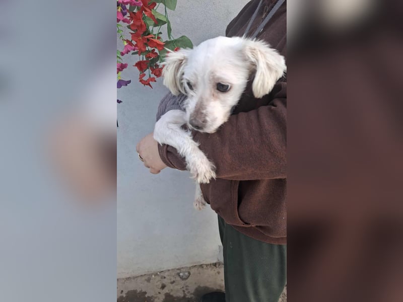 Beauty, kleine süße arme Hündin