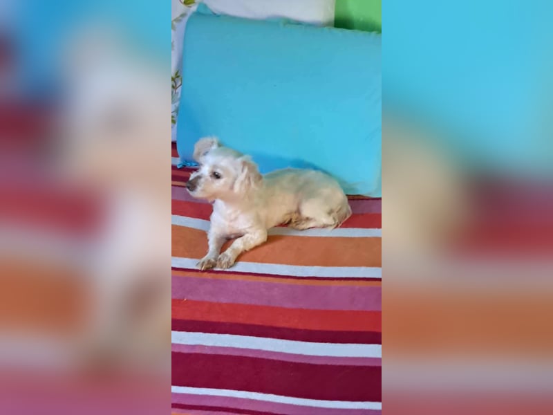 Beauty, kleine süße arme Hündin